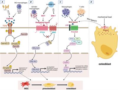 Interaction between immuno-stem dual lineages in jaw bone formation and injury repair